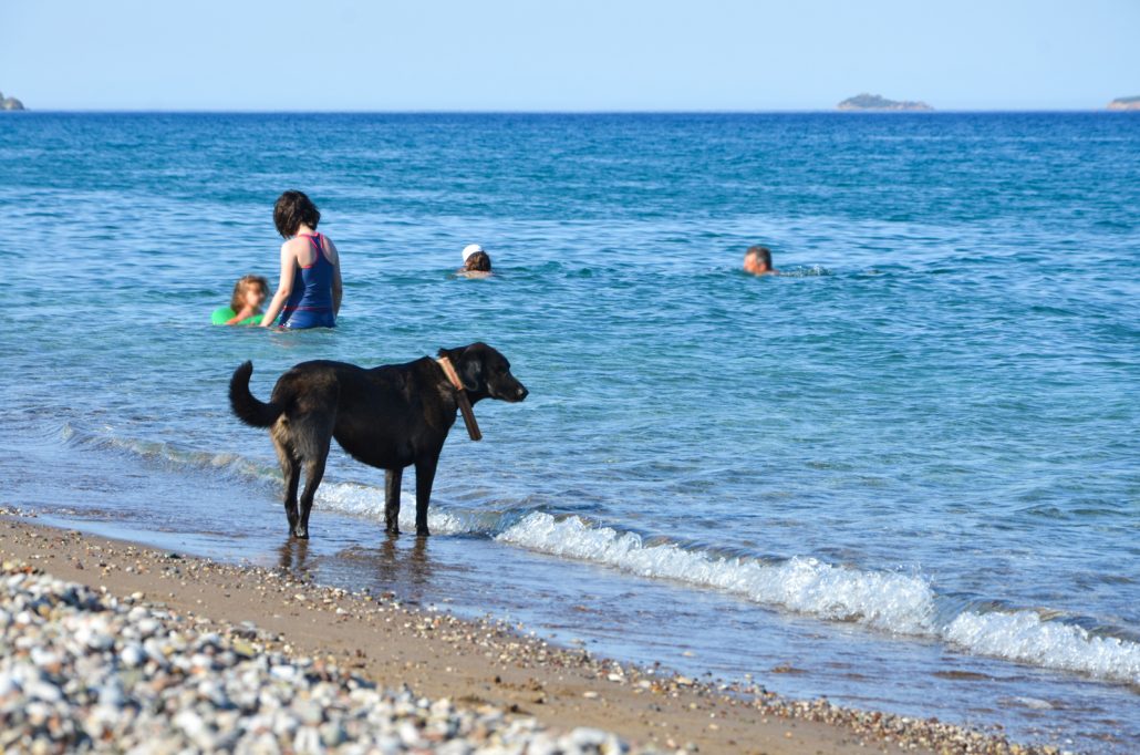 Çıralı plajında serinleyen köpek.